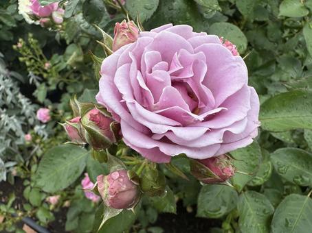 薄ピンクの薔薇 薄ピンクの薔薇の写真