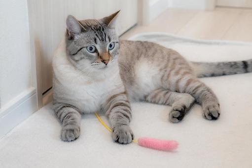 白い部屋で遊ぶ猫 白い部屋で遊ぶ猫 猫,タビー,青い目の写真素材
