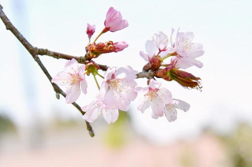 淡いピンクの桜 衣通姫 淡いピンクの桜 衣通姫 桜,衣通姫,ソトオリヒメの写真素材