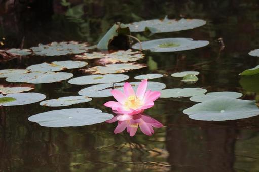 ピンクの花びらの蓮がうつる水鏡の池の水面 ピンクの花びらの蓮がうつる水鏡の池の水面の写真