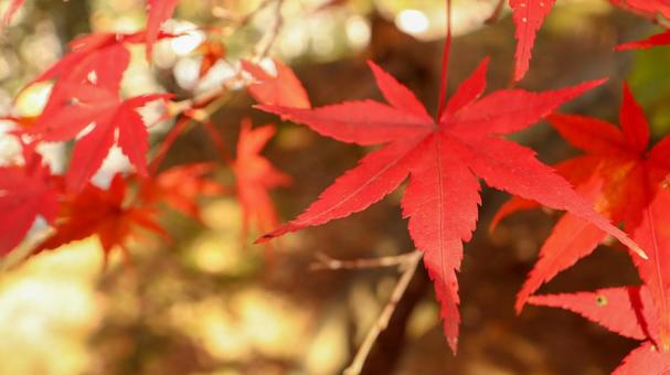 佐白山麓公園のもみじ 佐白山麓公園のもみじの写真