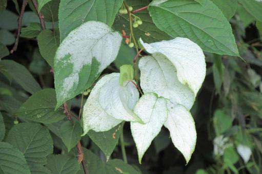 6月、林で葉を白くするマタタビの木 6月、林で葉を白くするマタタビの木の写真