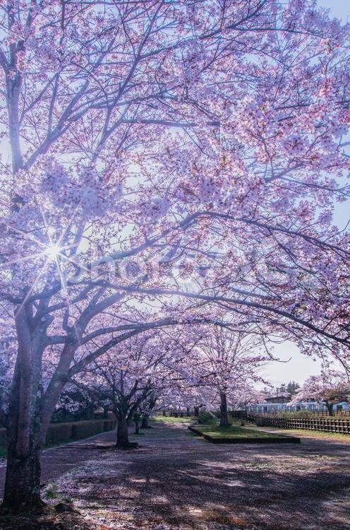 福島県西郷村　堀川親水公園の桜風景 福島県,西郷村,西郷観光の写真素材