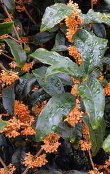 雨のキンモクセイ 花,キンモクセイ,植物の写真素材