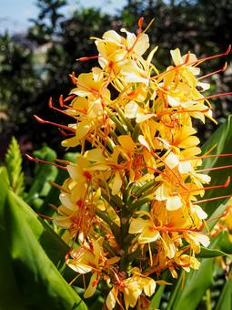 キバナシュクシャ（黄花縮砂） キバナシュクシャ,黄花縮砂,ハナシュクシャの写真素材