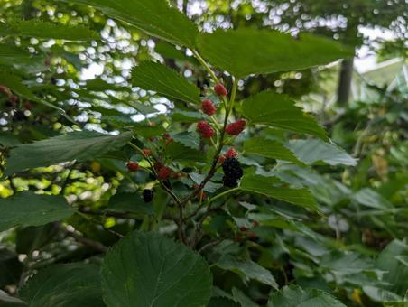 Photo, raspberry, berry, red, 