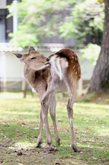 Nara deer, JPG