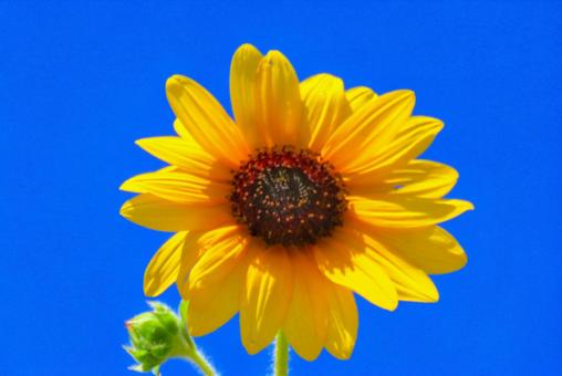 夏イメージひまわりの花 夏イメージひまわりの花 ひまわり,太陽,向日葵の写真素材