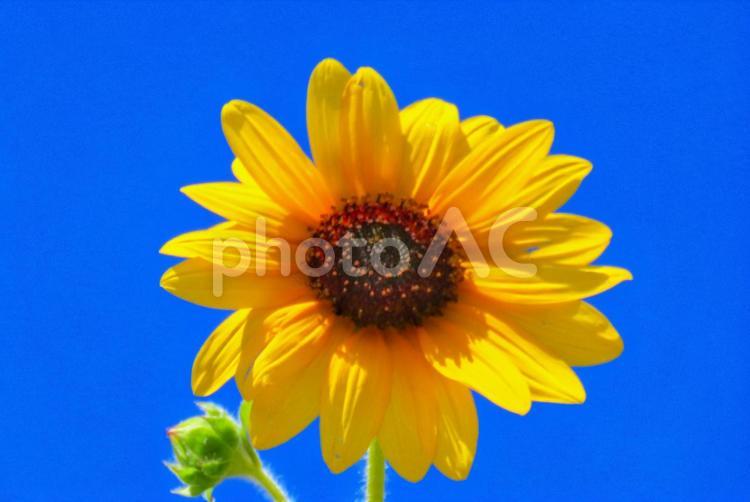 夏イメージひまわりの花 ひまわり,太陽,向日葵の写真素材