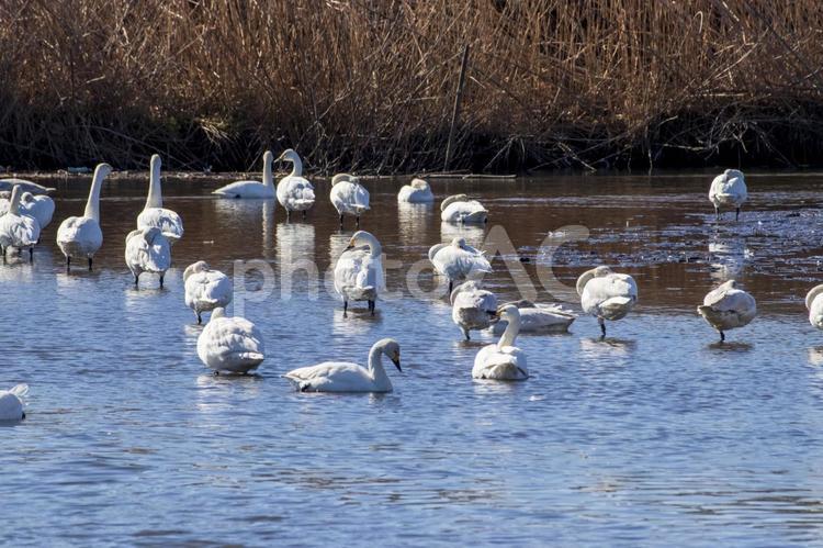 茨城県常総市の菅生沼のコハクチョウの群れ 白鳥,コハクチョウ,鳥の写真素材