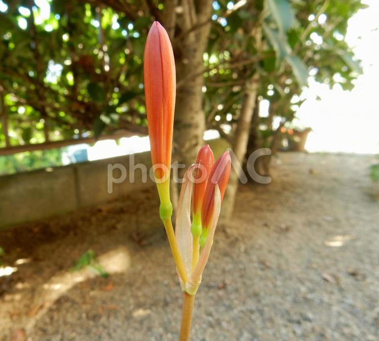 【花の写真】庭のキツネノカミソリの蕾 キツネノカミソリ,狐の剃刀,蕾の写真素材