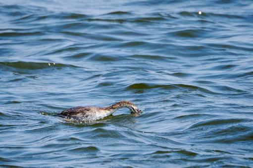 カンムリカイツブリの若鳥⑾ カンムリカイツブリの若鳥⑾の写真