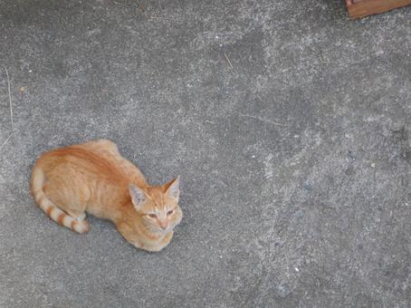 猫 野生 男木島 猫 野生 男木島 茶猫,ネコ,野良猫の写真素材