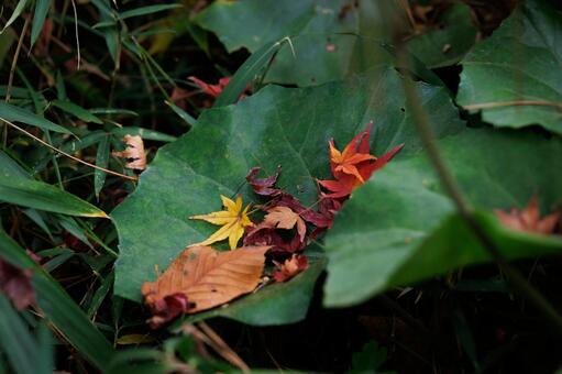 紅葉 銀杏,いちょう,黄色の写真素材