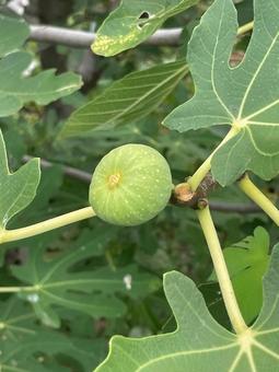 イチジク 実 未熟 無花果 くわ科 イチジク 実 未熟 無花果 くわ科 無花果,イチジク,未熟の写真素材