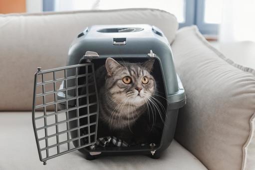 ゲージから見上げる猫 ゲージから見上げる猫 猫,見上げる,ブリティッシュショートヘアの写真素材