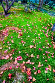 モミジ モミジ,紅葉,落ち葉の写真素材