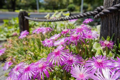 花写真マツバギク 花写真マツバギクの写真