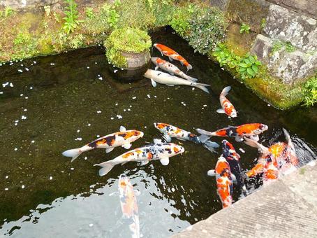 城下町の水路で泳ぐ錦鯉 飫肥城下町 宮崎 城下町の水路で泳ぐ錦鯉 飫肥城下町 宮崎 錦鯉,鯉,水路の写真素材