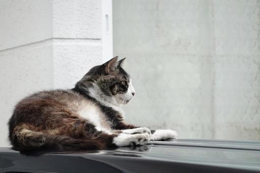 車の上でくつろぐ猫 猫,ねこ,野良猫の写真素材