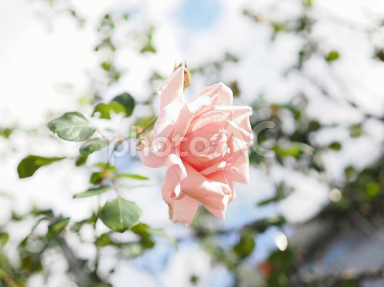 バラ園で咲くピンクの薔薇を撮りました 花,薔薇,自然の写真素材