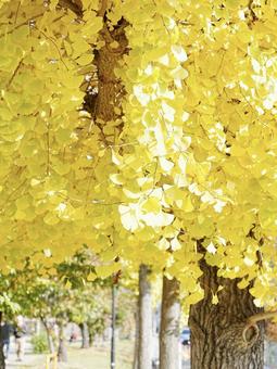 黄葉したイチョウの木 秋,銀杏,イチョウの写真素材