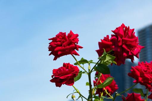 薔薇 薔薇の写真