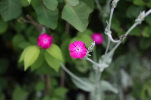 鮮烈なマゼンタ色の小さな花 花,マゼンタ色,鮮烈の写真素材