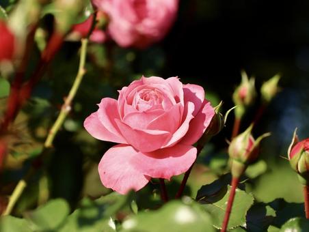 バラ バラ,薔薇,ピンク色の写真素材