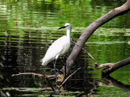 天王寺公園の河底池に周囲を見渡すコサギ 天王寺公園の河底池に周囲を見渡すコサギの写真
