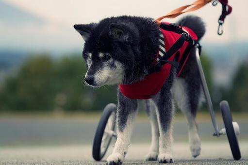 車椅子ワンコのポートレート 犬,雑種,いぬの写真素材