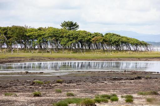 海風に耐えて傾いているナラワラの木 海風に耐えて傾いているナラワラの木 野付半島,干潮,海風の写真素材