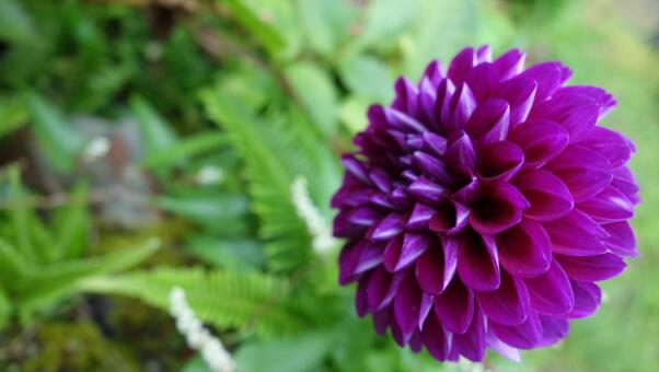 ダリアの花_01 ダリアの花_01の写真