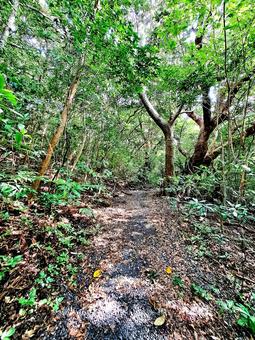 奄美自然観察の森 森,山,自然の写真素材