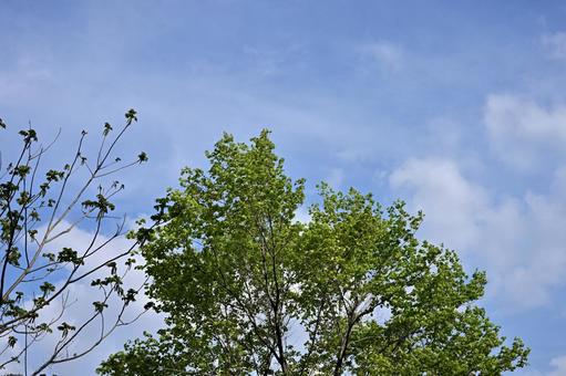 青い空に手を伸ばす緑の木々 木々,青空,自然の写真素材