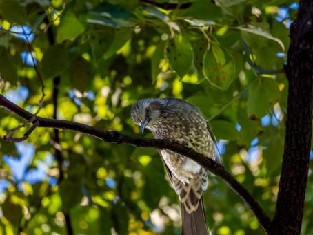 木の枝にとまるヒヨドリの写真