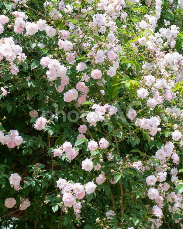 一面に咲き誇る淡いピンクのバラ バラ,ばら,薔薇の写真素材