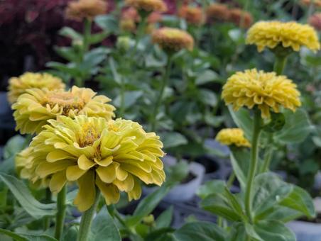 Zinnia, JPG