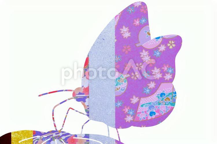 蝶と紫の和紙 蝶,紫,和柄の写真素材