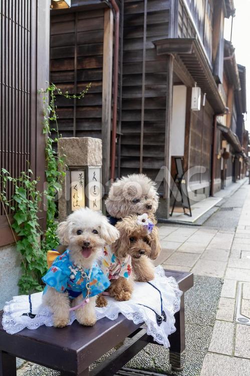 ひがし茶屋街とトイプードル トイプードル,トイプー,街並みの写真素材