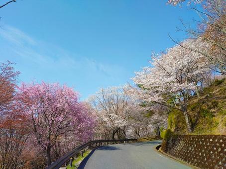 Photo, cherry blossoms, sakurabayu, sakura, 