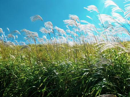 曽爾高原のススキ 曽爾高原,ススキ,山の写真素材