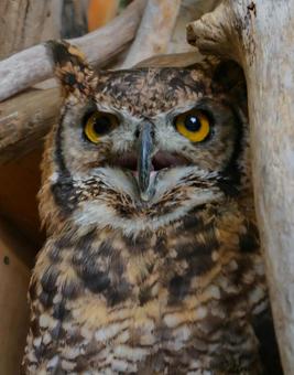 Photo, spotted eagle owl, eagle miszuku, owl, 