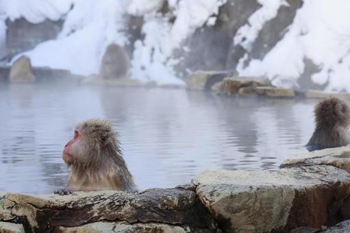 地獄谷温泉の猿の写真