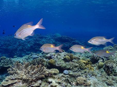 沖縄の魚 魚,ダイビング,沖縄ダイビングの写真素材
