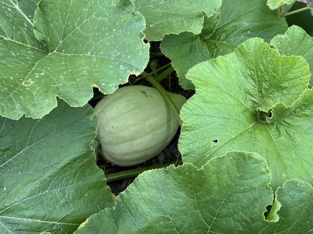 カボチャの畑 カボチャの畑 カボチャ,野菜,栽培の写真素材