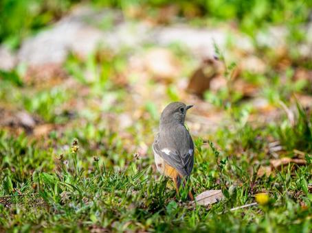 地面を歩くジョウビタキのメス 地面を歩くジョウビタキのメスの写真