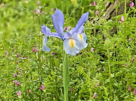 ［花の写真］ダッチアイリスの写真