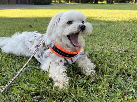 マルチーズの散歩 マルチーズの散歩 犬,マルチーズ,あくびの写真素材