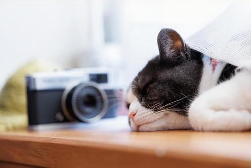窓辺の猫 窓辺の猫 マンチカン,猫,窓の写真素材